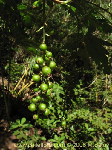 Фотография Ribes magellanicum (Uvilla / Parilla). Щелкните, чтобы увеличить вырез.